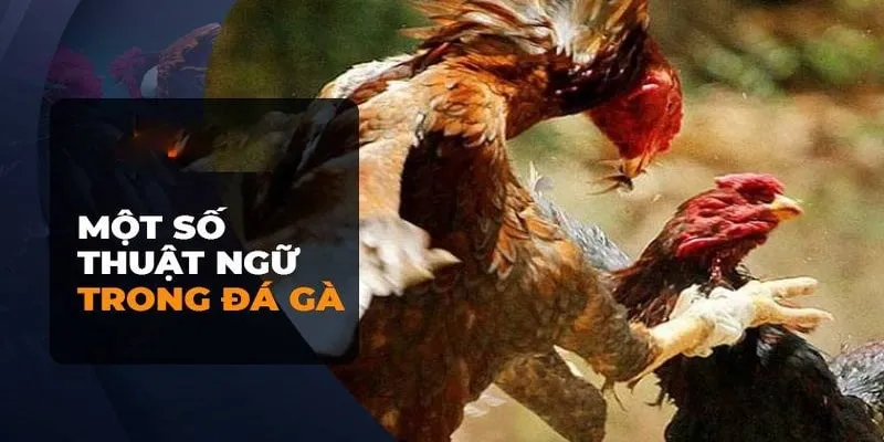 Danh sách từ ngữ thường dùng trong bộ môn đá gà Danh sách từ ngữ thường dùng trong bộ môn đá gà